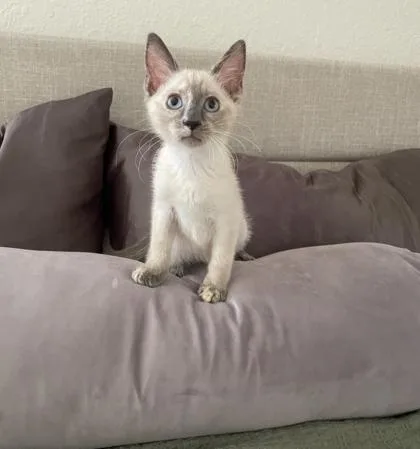 A baby small-sized female Siamese cat named Maharet for adoption in Fort Worth, TX