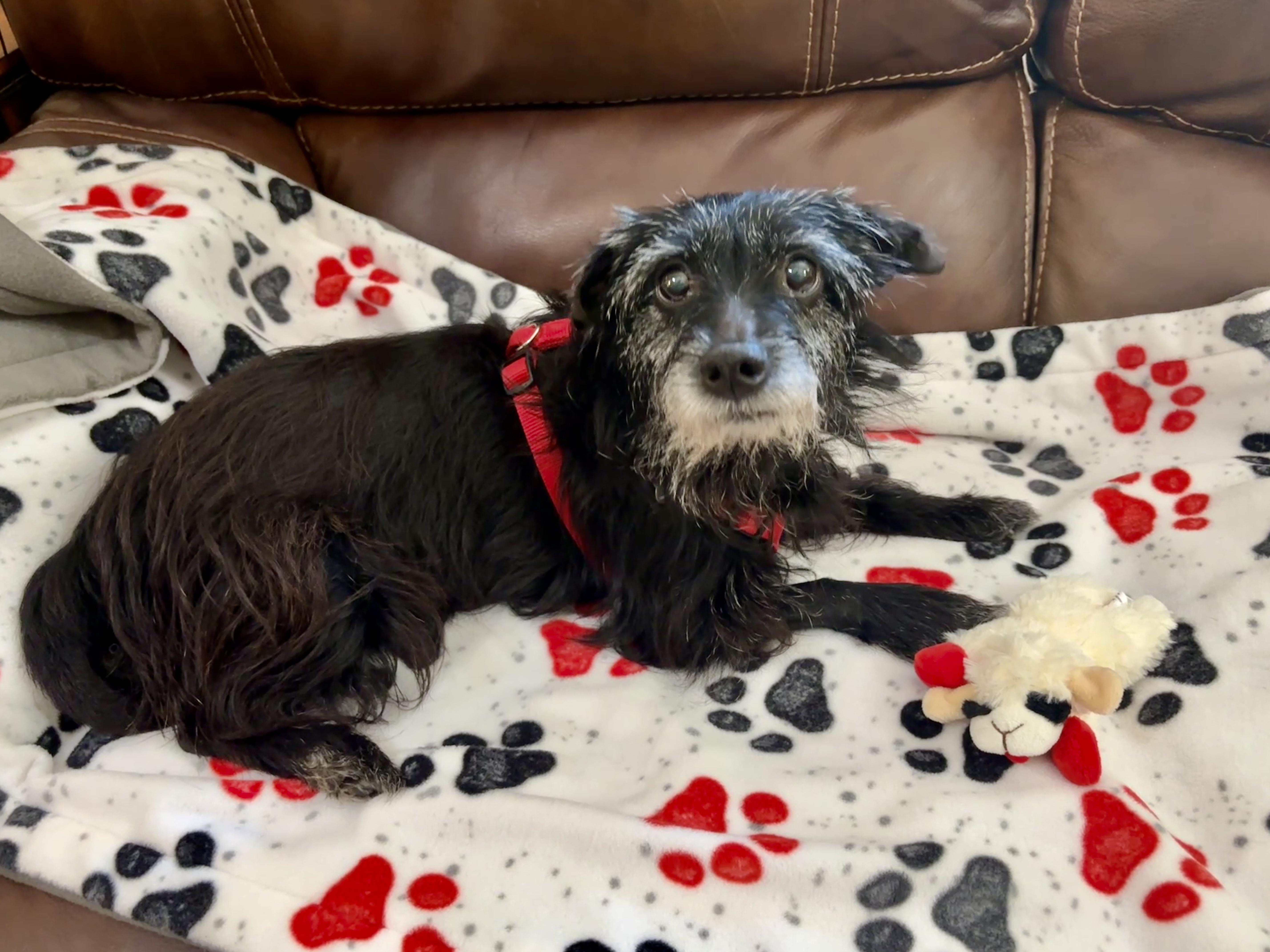 An adult small-sized female Terrier dog named Ro for adoption in Spring, TX