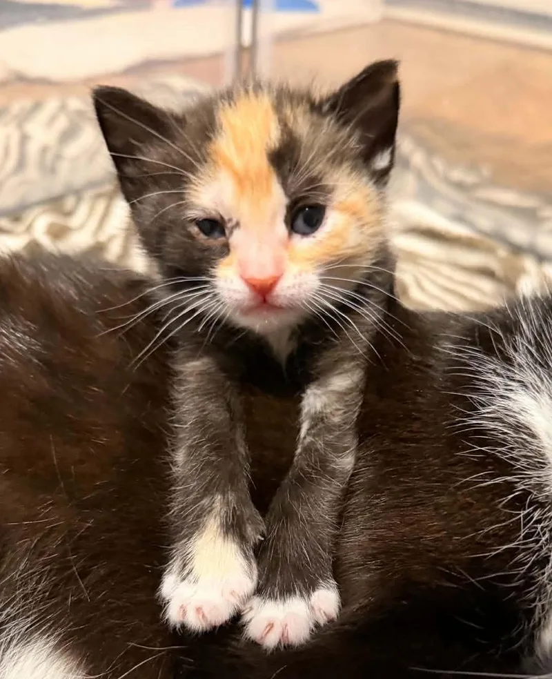 A baby medium-sized female Calico Domestic Short Hair cat named Kira for adoption in Breinigsville, PA