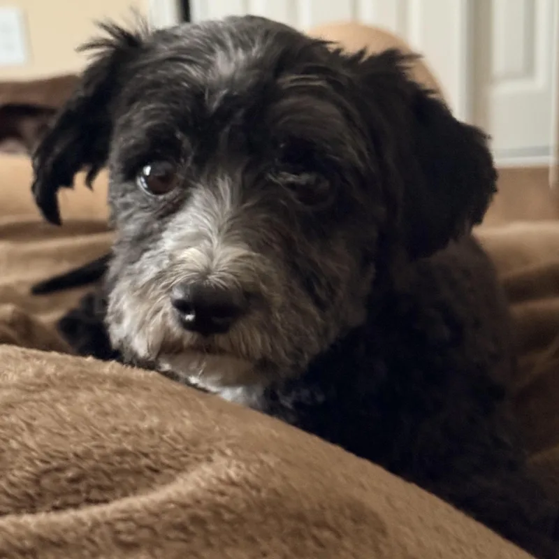 An adult small-sized female Havanese dog named Greta for adoption in Louisburg, KS