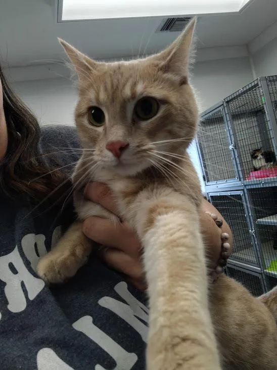 A young medium-sized male Domestic Short Hair cat named Sandy for adoption in Republic, MO