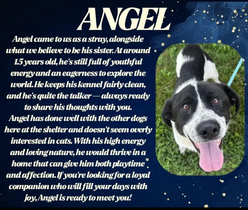 Angel