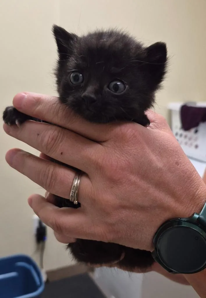 A baby medium-sized male Domestic Short Hair cat named Kix for adoption in Christiansburg, VA