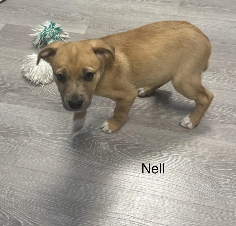 A baby medium-sized female Golden Hound dog named Nell for adoption in Ulster, PA