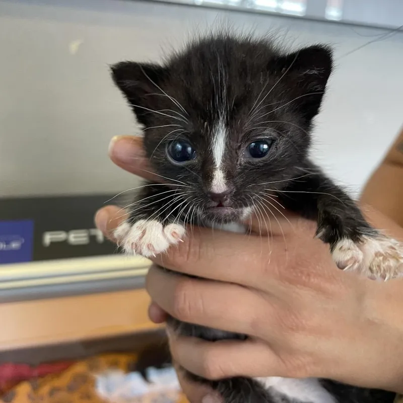 A baby small-sized male Black Domestic Short Hair cat named Diego for adoption in Los Angeles, CA