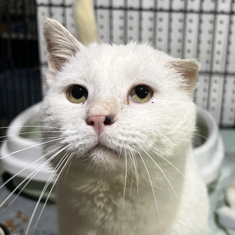 An adult medium-sized male White Domestic Short Hair cat named Willoughby for adoption in Brentwood, NH