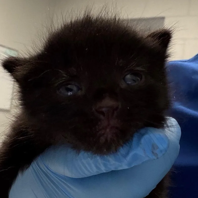 A baby small-sized male Black Domestic Short Hair cat named Spooky for adoption in Greenville, SC