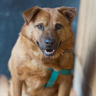 A senior large-sized male Yellow / Tan / Blond / Fawn Chow Chow dog named Gilmore for adoption in Branford, CT