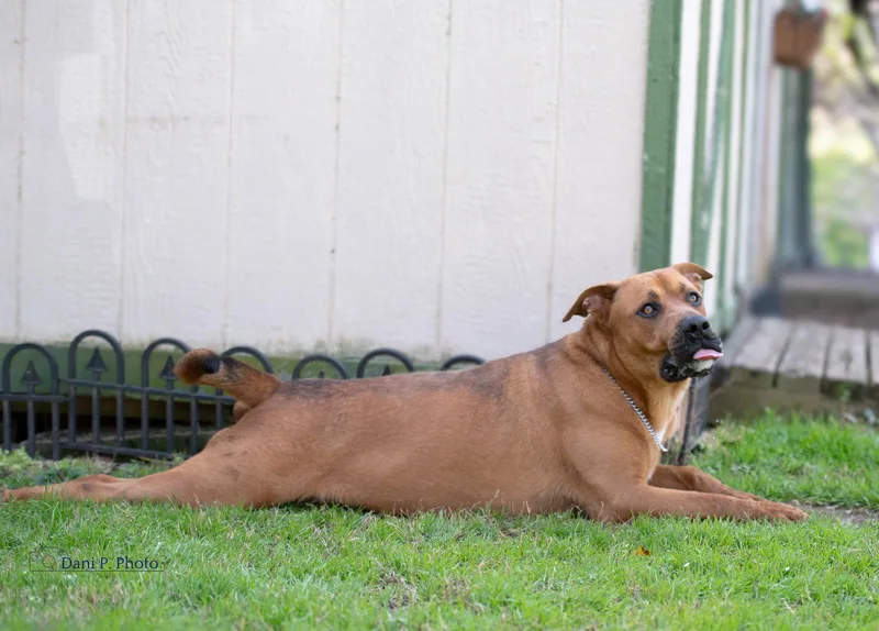 An adult medium-sized male German Shepherd Dog dog named Brother for adoption in Locust Grove, GA