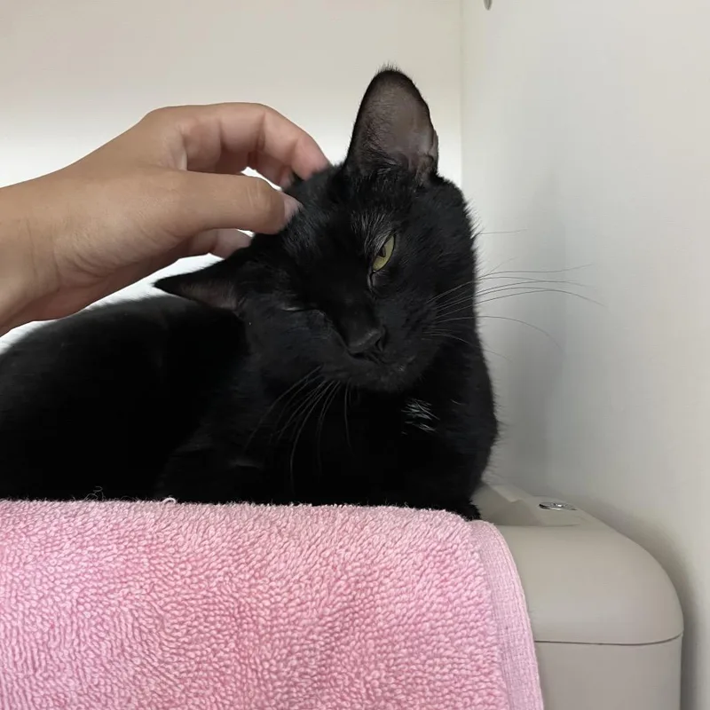 An adult medium-sized female Black Domestic Short Hair cat named Rosie for adoption in Warwick, RI