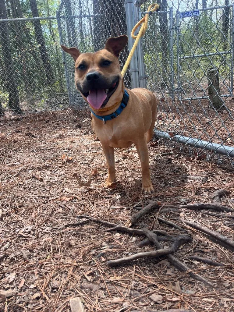 An adult medium-sized female Terrier dog named Miss Willow for adoption in Cambridge, MD