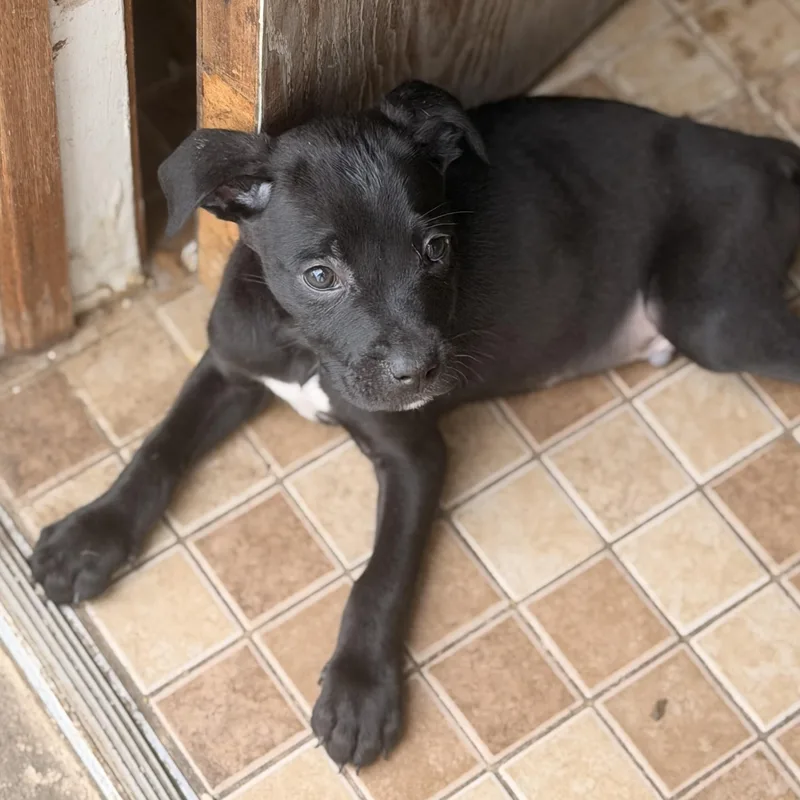 A baby medium-sized male Black Pit Bull Terrier dog named Helios for adoption in Wilmington, IL