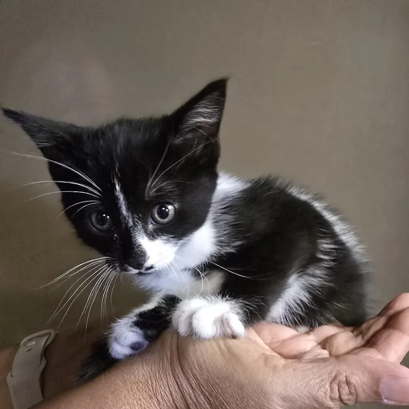 A baby small-sized male Black Domestic Long Hair cat named Grogu for adoption in Long Beach, CA