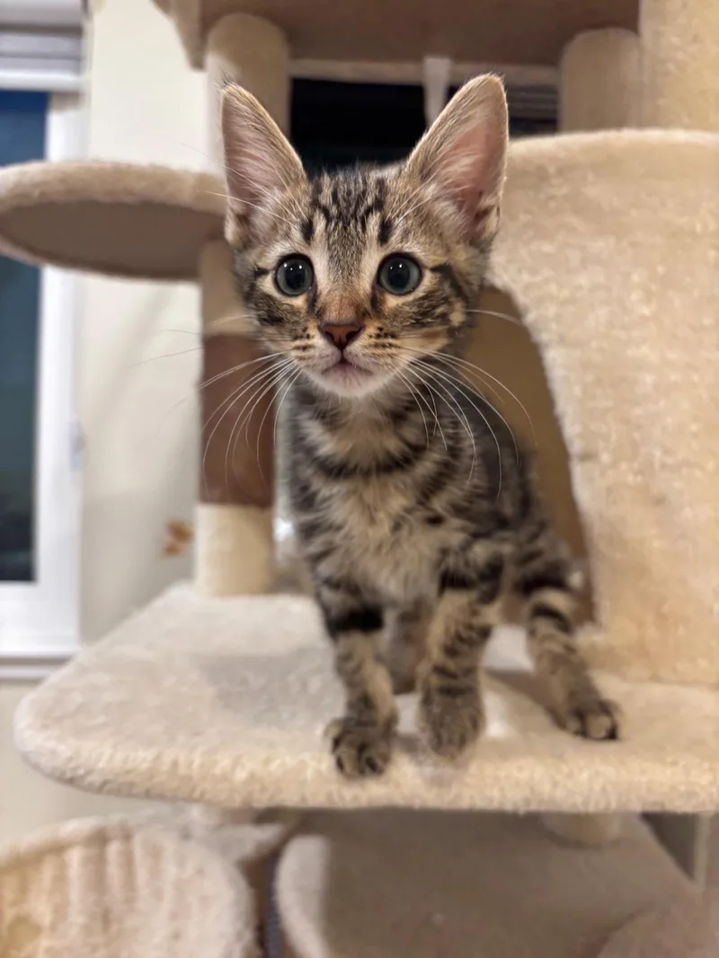 A baby small-sized male Domestic Short Hair cat named Cousin for adoption in Mission Viejo, CA