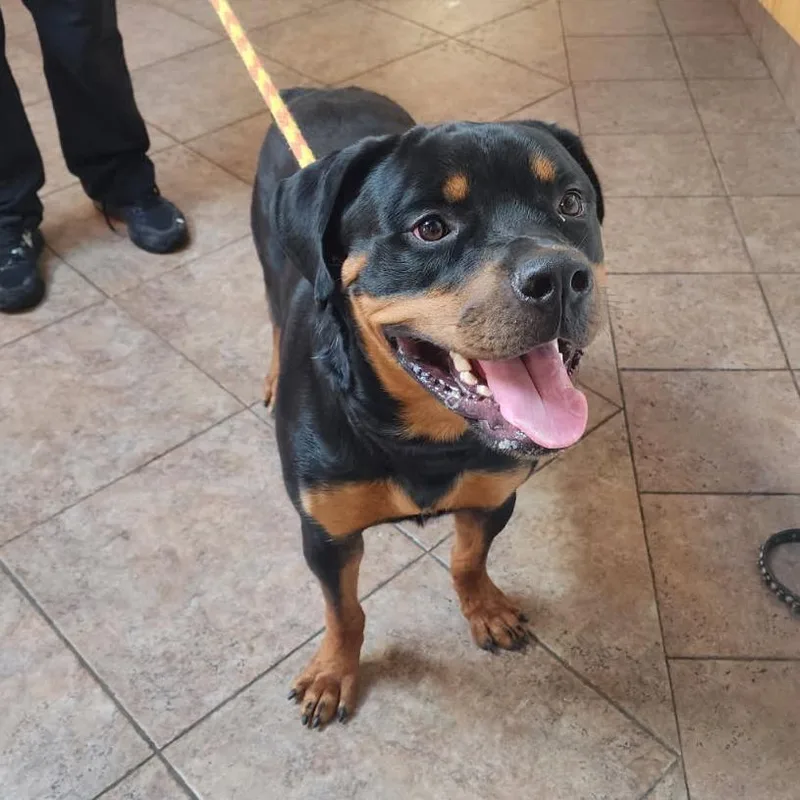 An adult large-sized male Rottweiler dog named MONTStray for adoption in Perkiomenville, PA