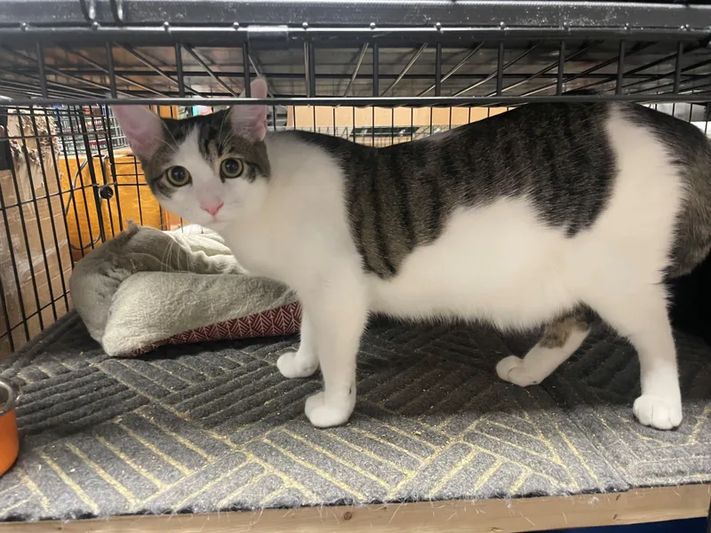 An adult large-sized male Domestic Short Hair cat named Bj for adoption in Goodlettsville, TN