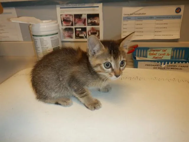 A baby small-sized female Domestic Short Hair cat named Purrnelope for adoption in San Jose, CA