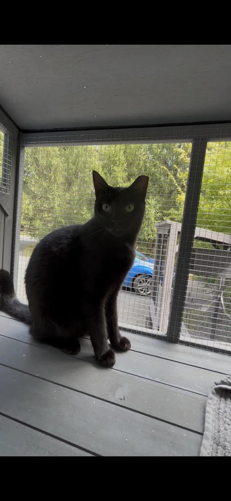 An adult medium-sized female Black Domestic Short Hair cat named Jade for adoption in West Nyack, NY
