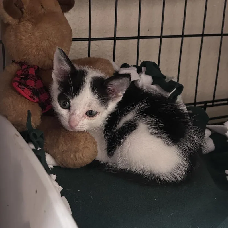 A baby small-sized male Black Domestic Short Hair cat named Coco Costa Mesa Location for adoption in Chino Hills, CA