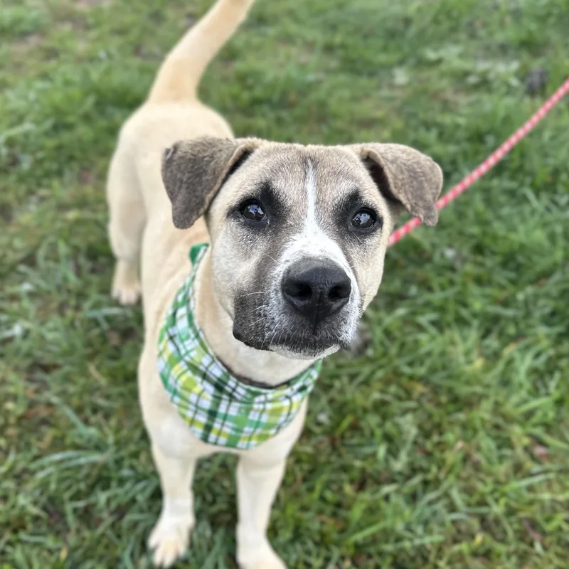 Captain Sniff thumbnail 3