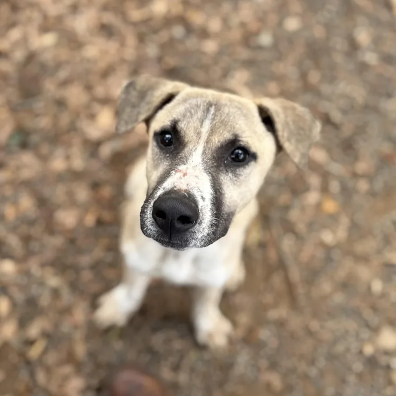 Captain Sniff thumbnail 5