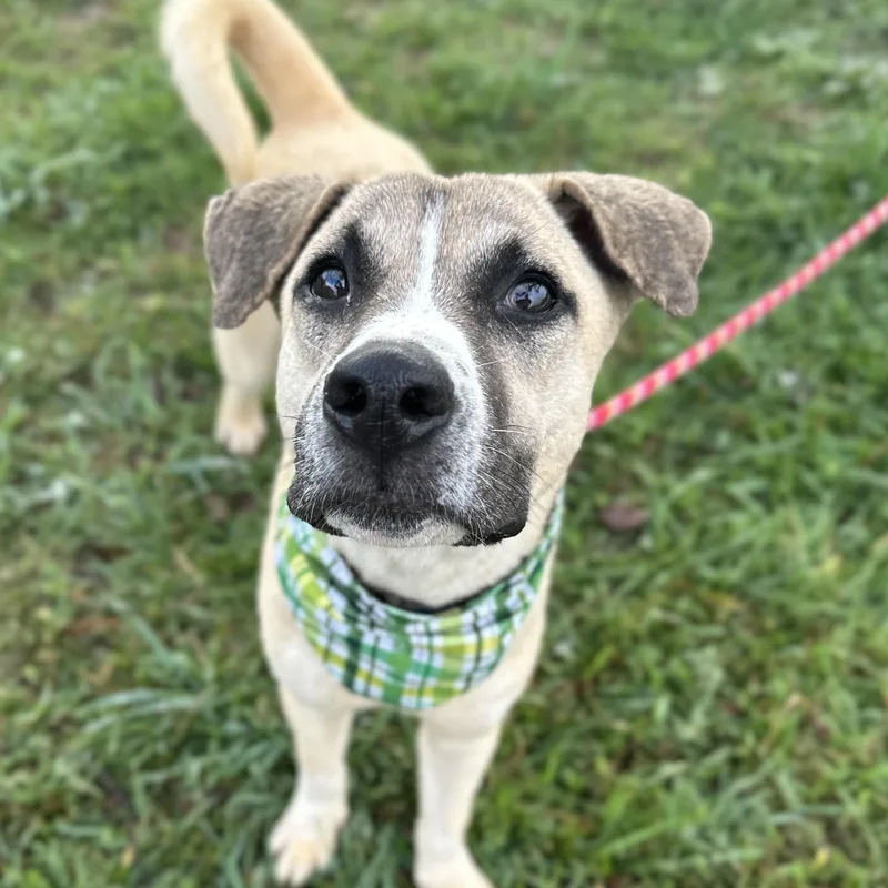 A young medium-sized male Yellow / Tan / Blond / Fawn Labrador Retriever dog named Captain Sniff for adoption in Columbia, SC
