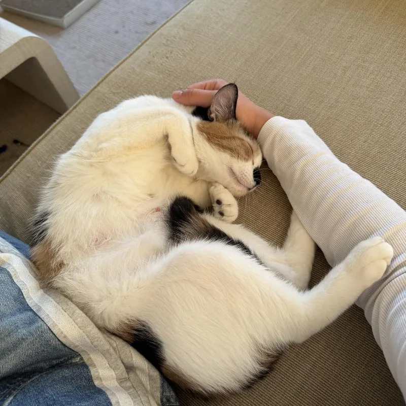 A young small-sized female Calico Domestic Short Hair cat named Queenie for adoption in Middle Village, NY
