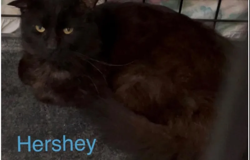 A young medium-sized male Domestic Long Hair cat named Hershey for adoption in Muskegon, MI