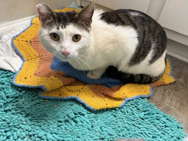 An adult medium-sized male Tabby cat named Topaz for adoption in Fayetteville, GA
