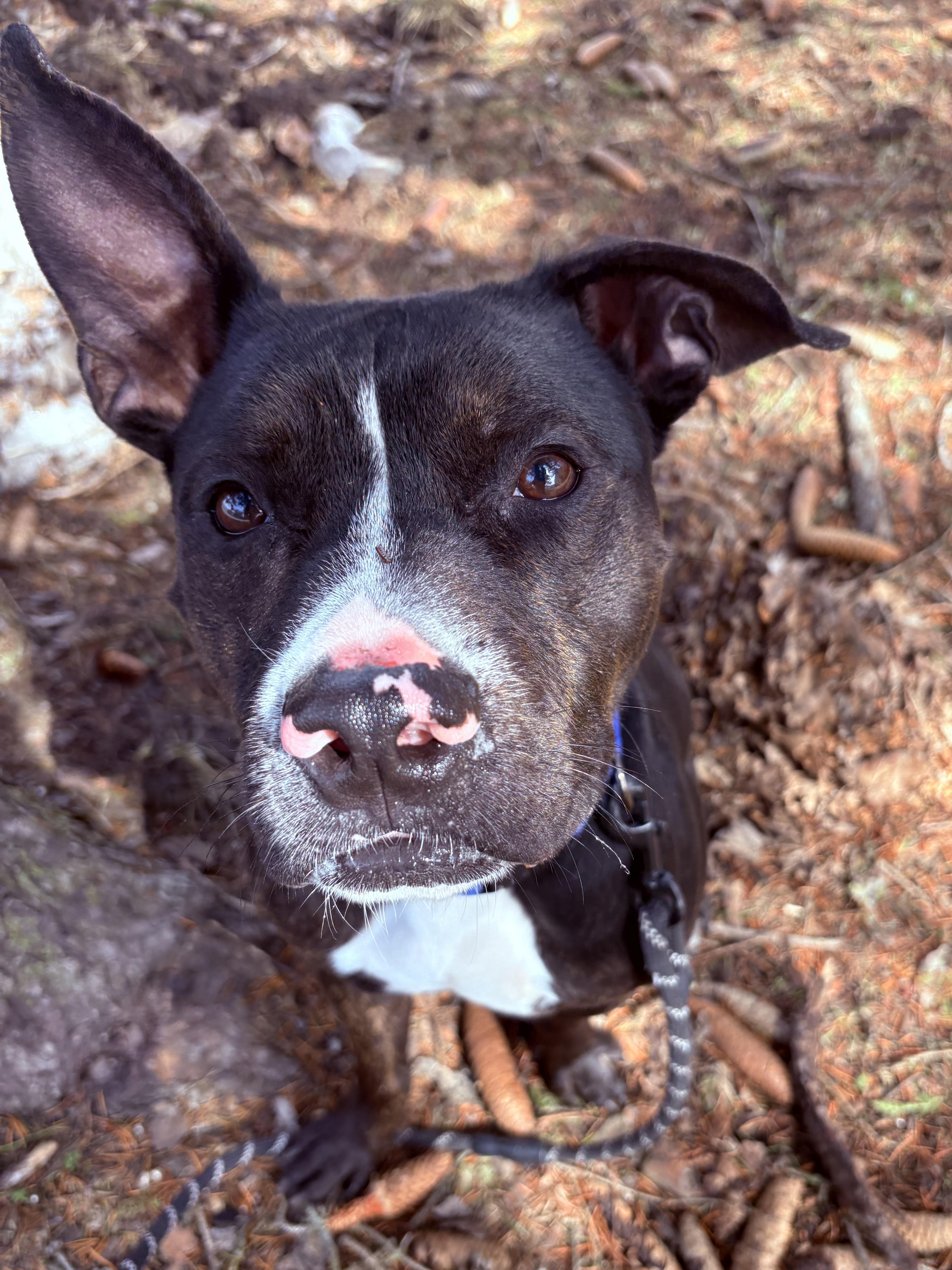 Thaddeus thumbnail 2