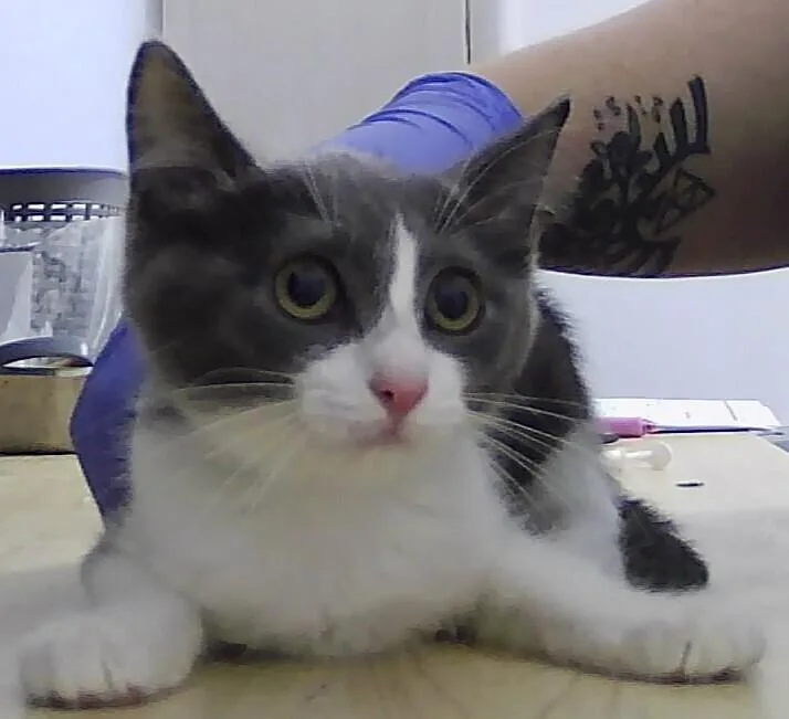A baby small-sized female Gray & White Domestic Short Hair cat named Kinsley for adoption in Anoka, MN