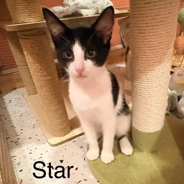 A baby small-sized female White Domestic Short Hair cat named Star for adoption in Westminster, CA