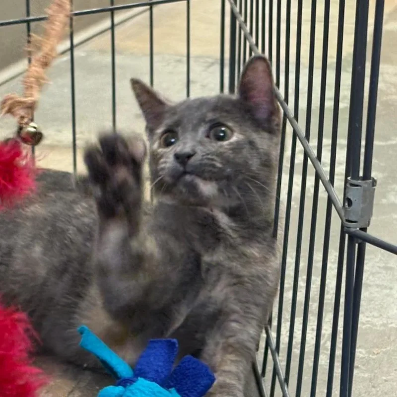 A baby small-sized female Domestic Short Hair cat named Pinecone for adoption in Houston, TX