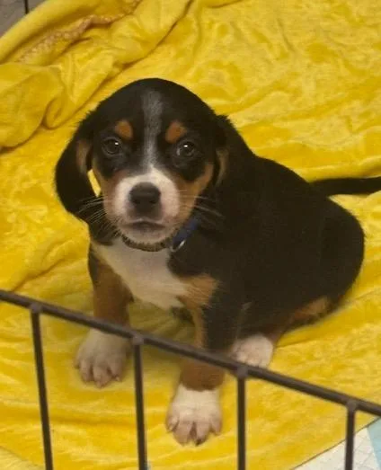 A baby medium-sized male Tricolor (Brown, Black, & White) Beagle dog named Sid for adoption in Scottsburg, IN