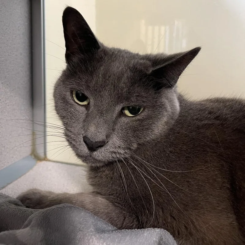 An adult large-sized male Gray / Blue / Silver Domestic Short Hair cat named Silver for adoption in Walden, NY