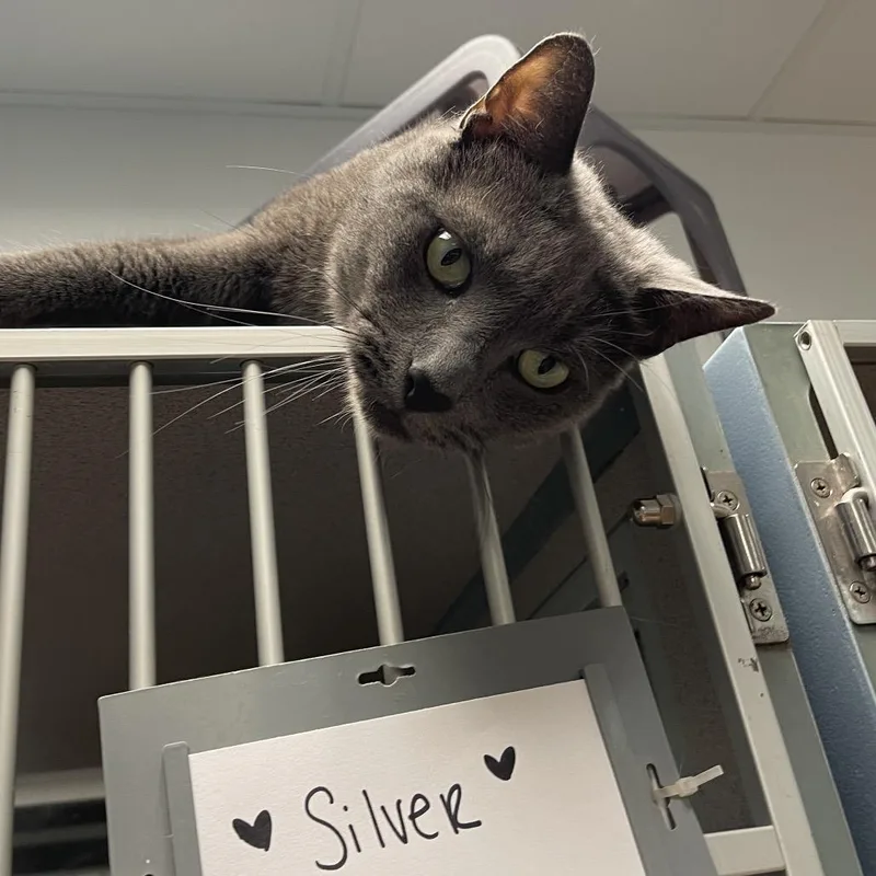 Silver thumbnail 3