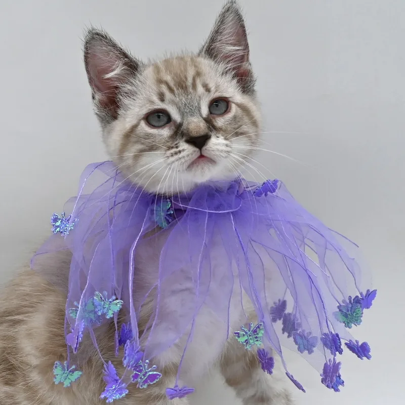 Beautiful Betty thumbnail 2