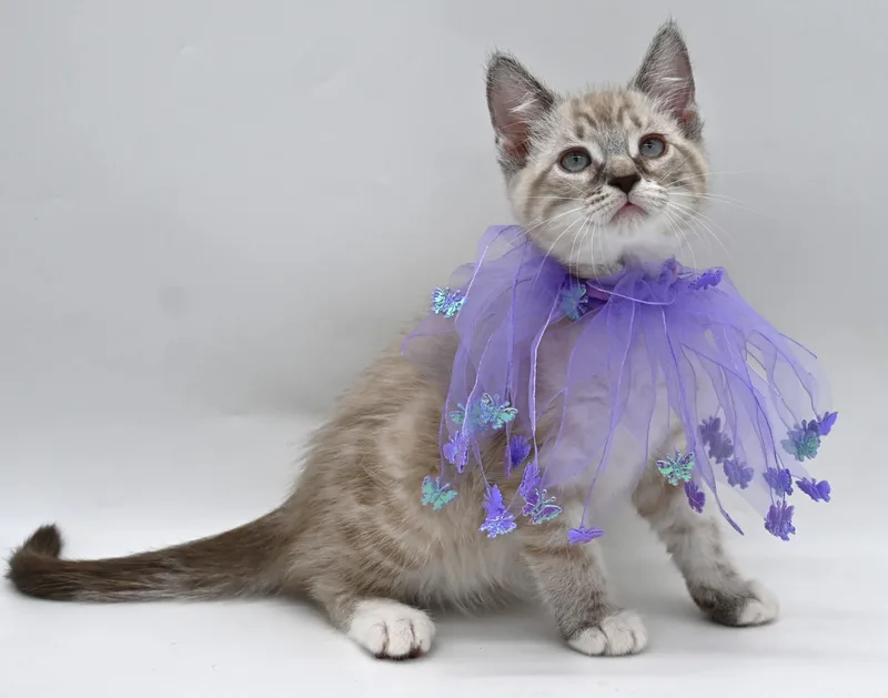 Beautiful Betty thumbnail 3