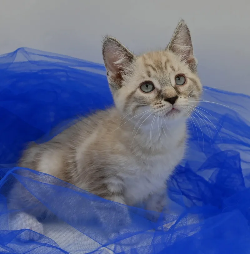 Beautiful Betty thumbnail 4
