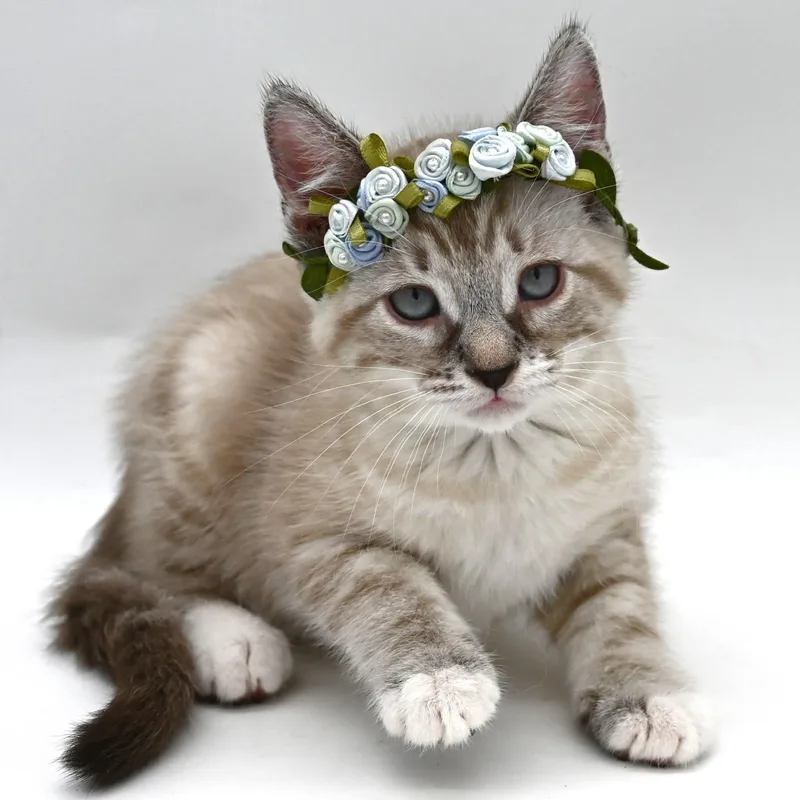 Beautiful Betty thumbnail 5