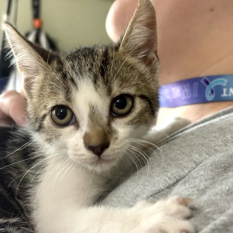 A baby small-sized female Gray / Blue / Silver Domestic Short Hair cat named Daphne for adoption in San Antonio, TX