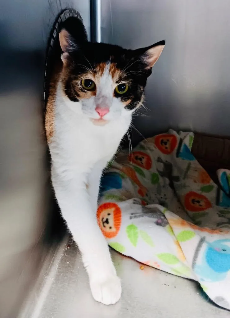 A young medium-sized female Calico cat named Katie for adoption in Crandon, WI