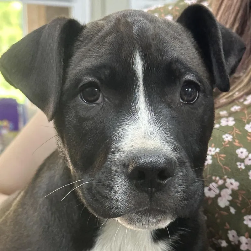A baby medium-sized male Black Pit Bull Terrier dog named Jelly for adoption in Coos Bay, OR