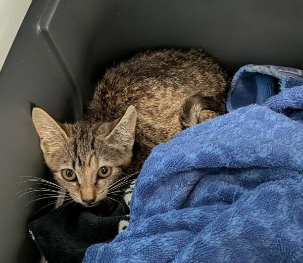 A baby small-sized female Domestic Short Hair cat named Working Cat Bilka for adoption in San Diego, CA