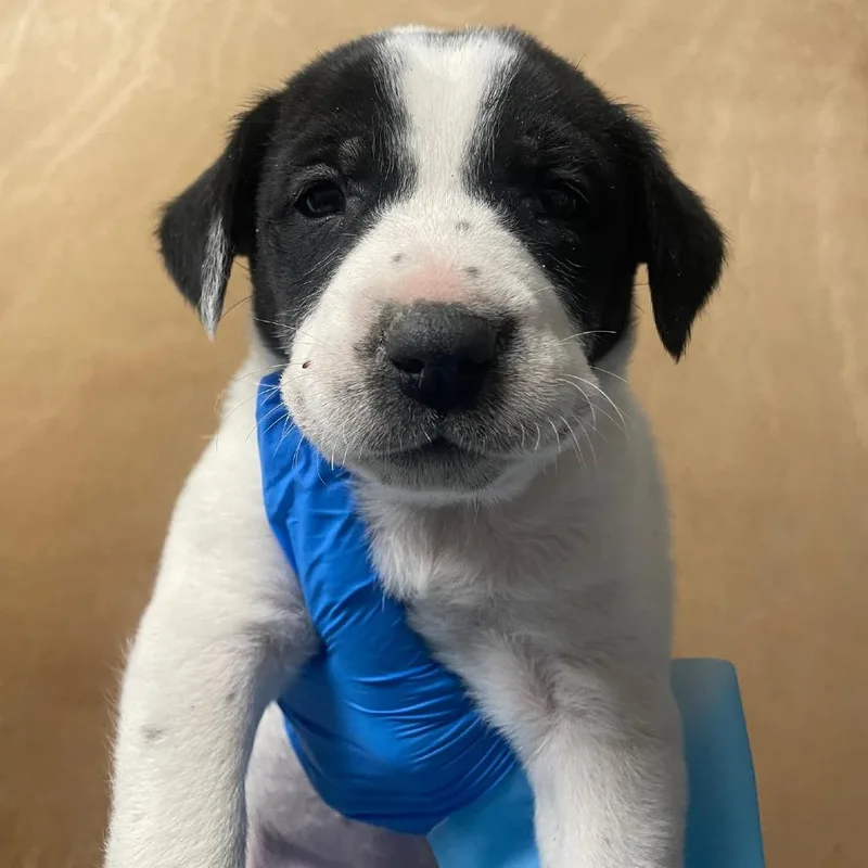 Stella Peaches thumbnail 3