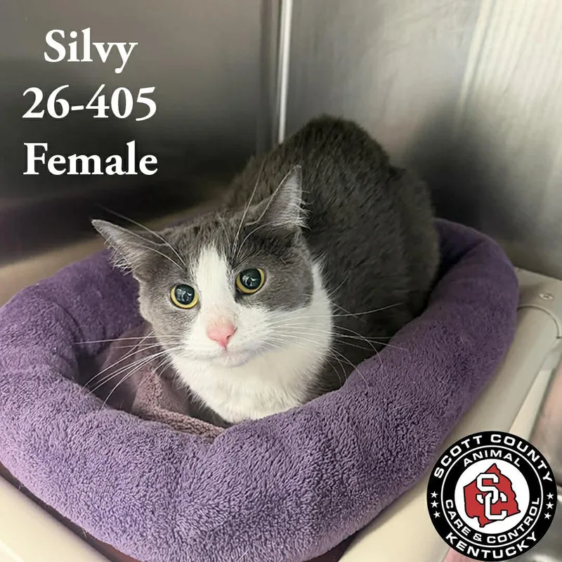 An adult small-sized female Gray & White Domestic Short Hair cat named Silvy for adoption in Georgetown, KY
