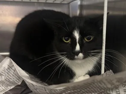 An adult small-sized female Domestic Short Hair cat named Jupiter for adoption in Golden Valley, MN
