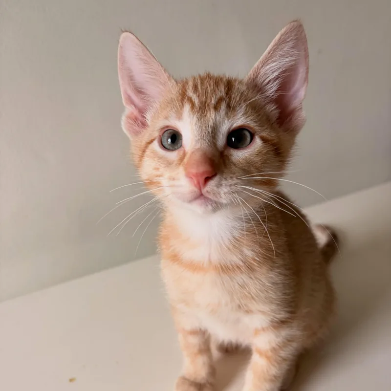 A baby medium-sized male Tabby (Orange / Red) Domestic Short Hair cat named Bernie for adoption in Chicago, IL
