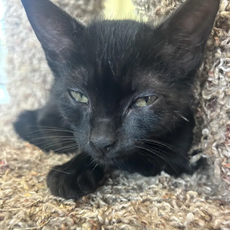 A baby small-sized male Black Domestic Short Hair cat named Mclovin for adoption in Leander, TX