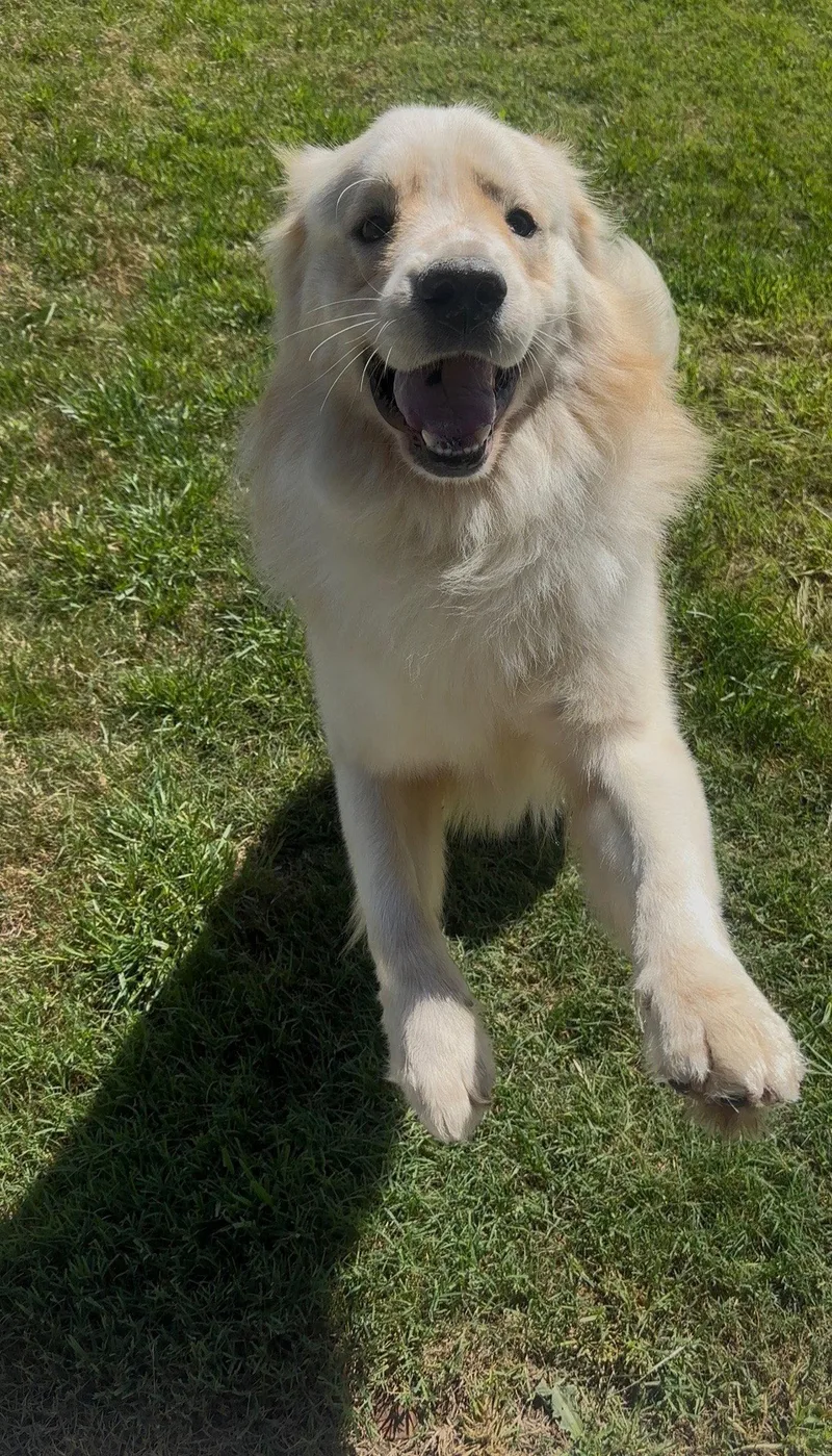 An adult extra large-sized male Great Pyrenees dog named Sunny for adoption in Garland, TX